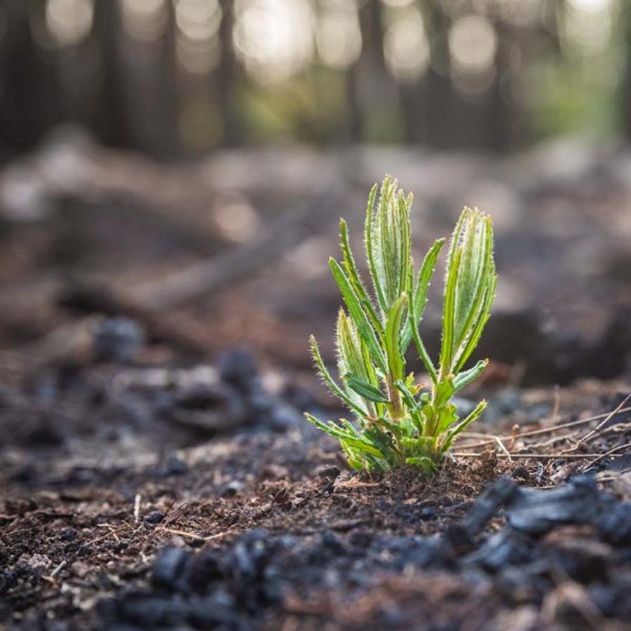 Healing Our Land