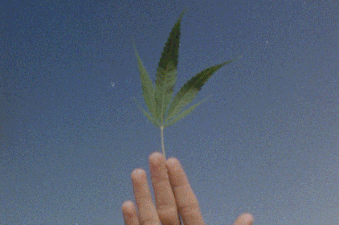 7 Steps to Keep your Hemp Happy