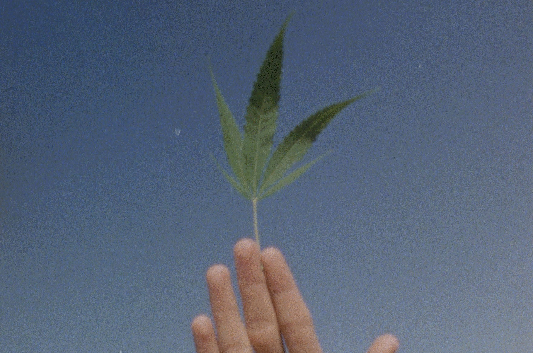 7 Steps to Keep your Hemp Happy