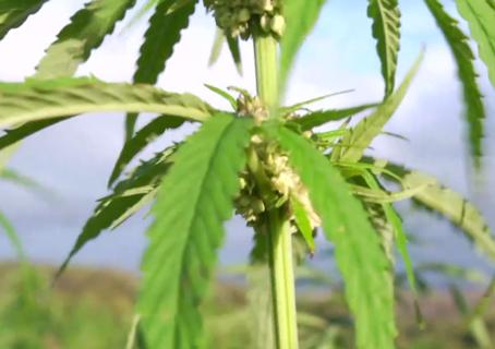 BRINGING IT HOME: HEMP