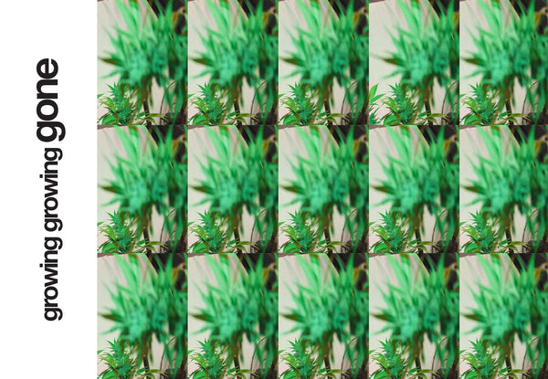 Afends Lookbook - S5-2021 - Growing, Growing, Gone